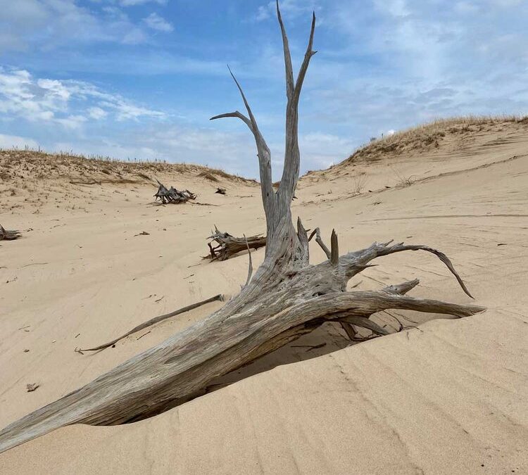 wood in the desert