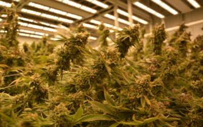 500 New Studies Prove Why a Medical Cannabis Card is Your Best Investment in 2026