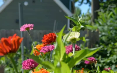 Is Medical Marijuana Still a Thing?