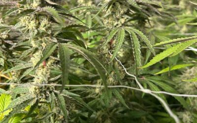 GRow Journal: Phenotypes