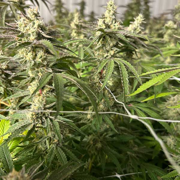 GRow Journal: Phenotypes