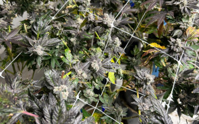 GRow Journal: Grape Lyfe x Blue Lobster