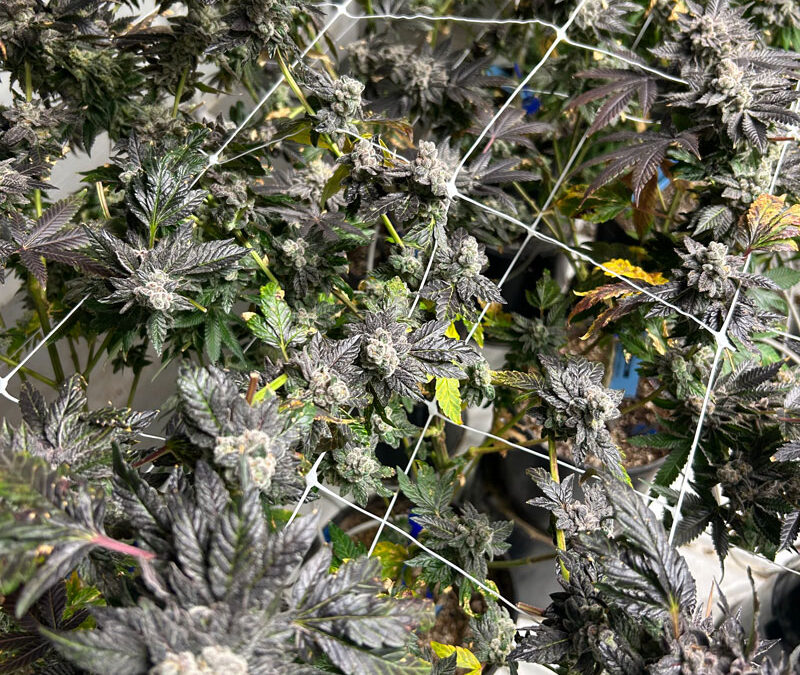 GRow Journal: Grape Lyfe x Blue Lobster